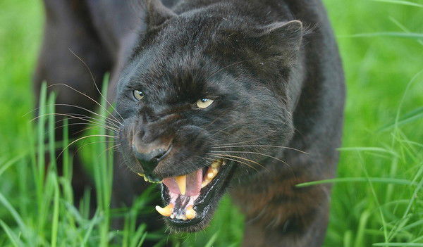 Российский Шпигун