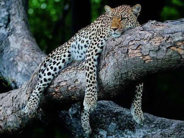 Ольга Дмитриева