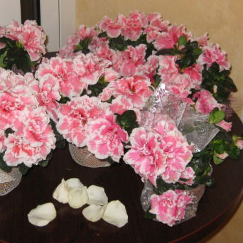 Татьяна Корелова