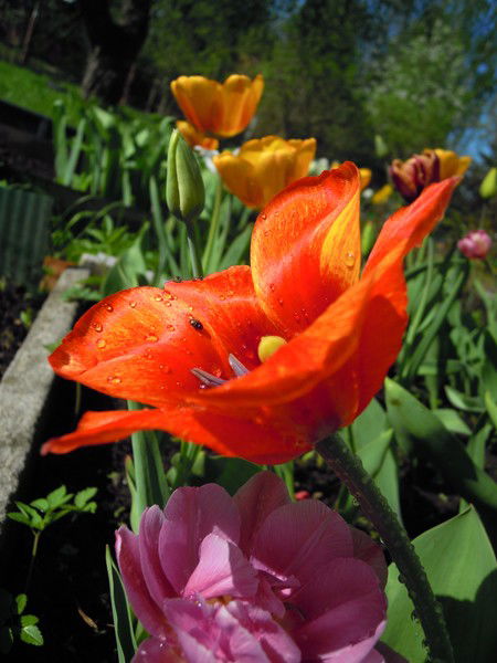 Вера Андреева