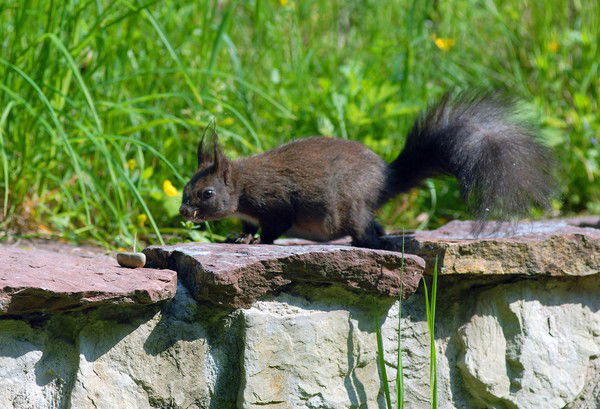Вовчик Горолевич