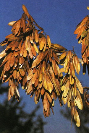 Ольга Будник