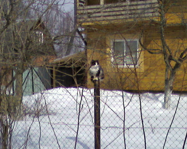 Александр Ожерельев