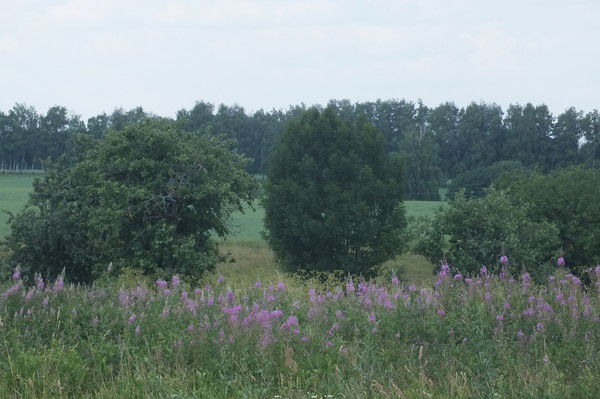 Дмитрий Комаров