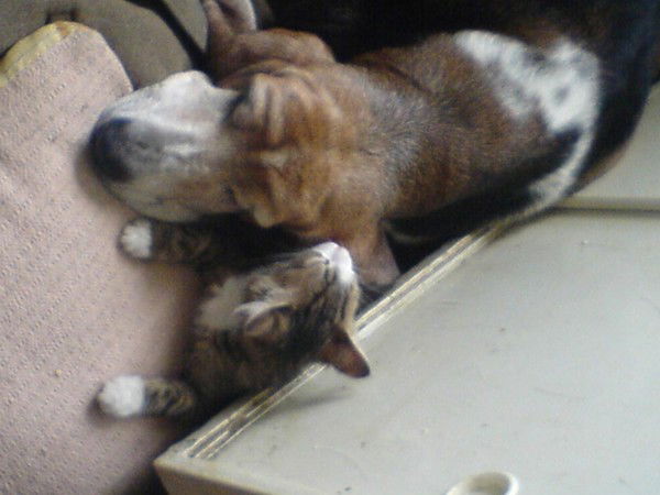 Светлана Ярковая