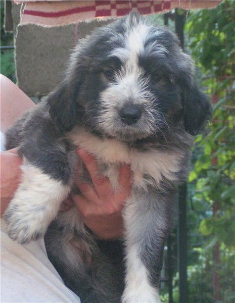 Григорий Шнур