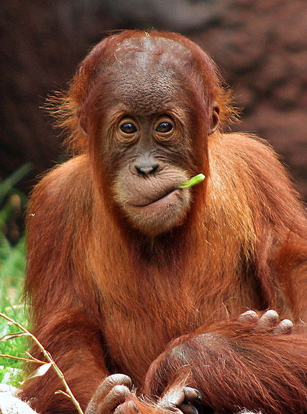 Буба Касторский