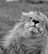 Алексей Тимофеев