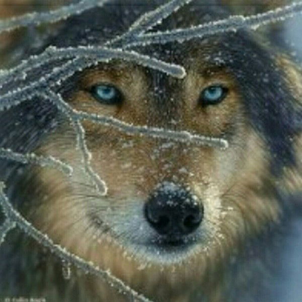 Лидия Тихонина