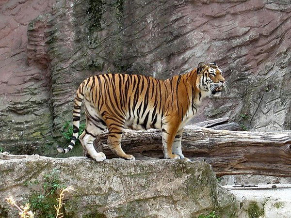 Александр Недоговоров