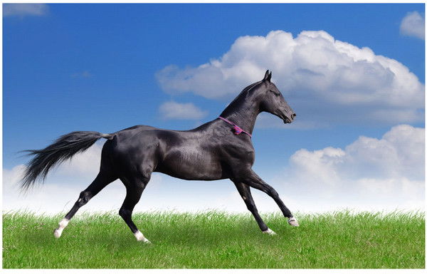 Рустембек Карашанов