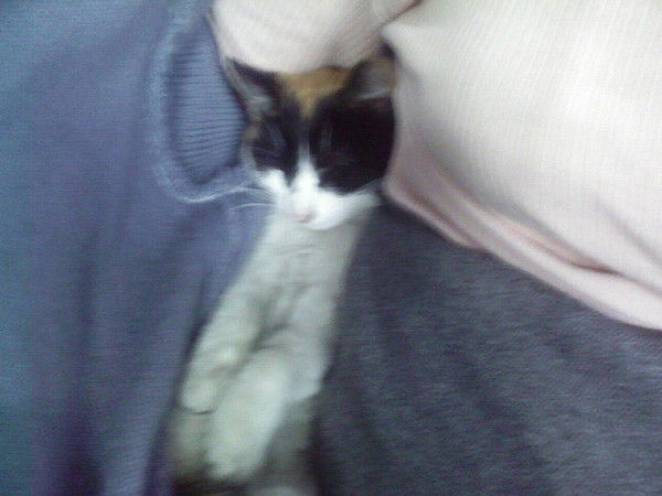 Елена Лозович