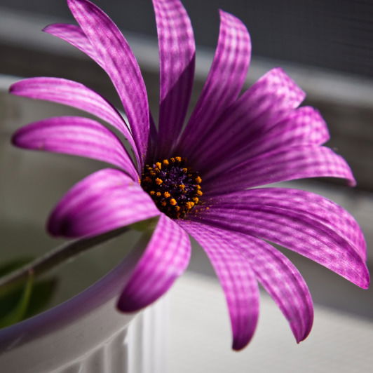 Хадия Кулембетова