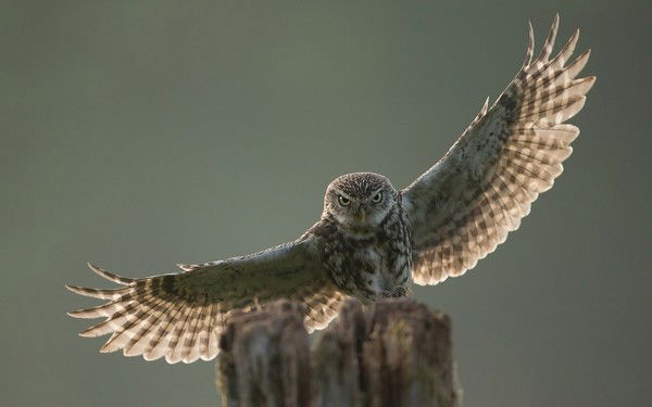 Темирлан Галаев