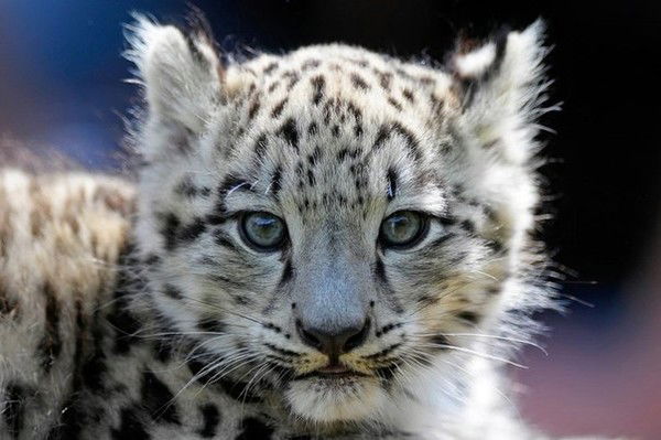 Миша Алейников