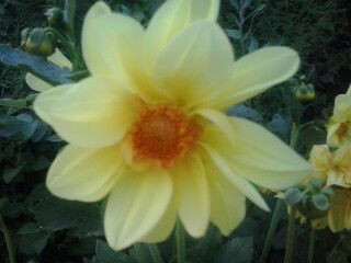 Дарига Уркенбаева