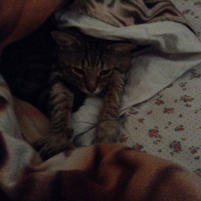 Михаил Веселов