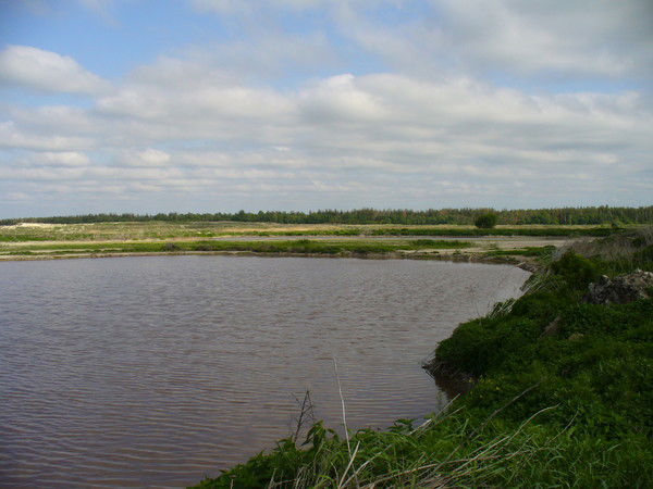 Елена Сухочева