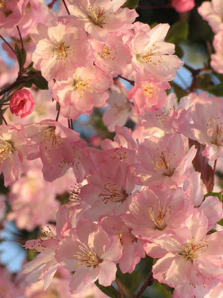 Наталья Карпушина