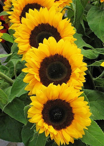 Венера Гурьева