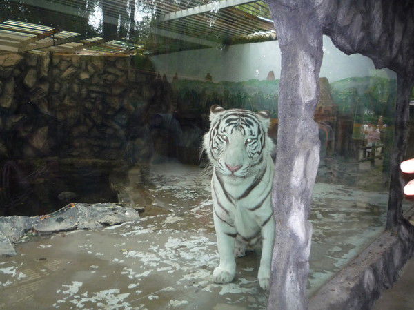 Любовь Свиридова