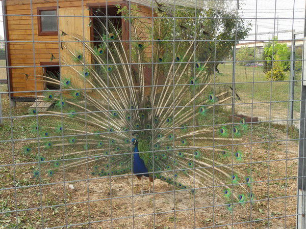 Екатерина Пундель