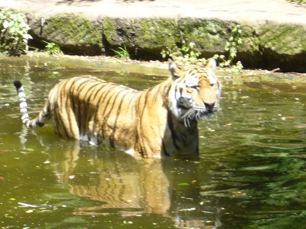 Svetlana Karatschowa