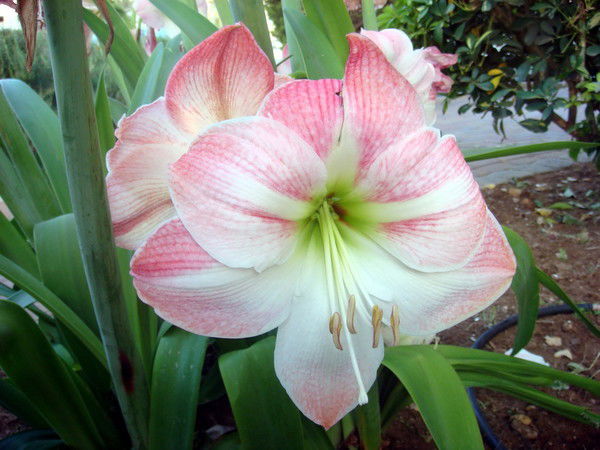 Нелли Мерлин