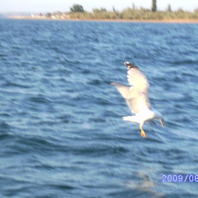 Ольга Виноградова