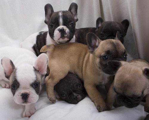 Все Для Тех, Кого Вы Приручили