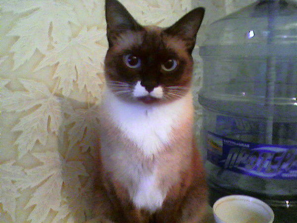 Елена Лучка