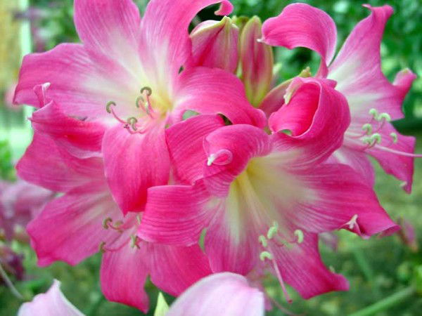 Роза Вильданова