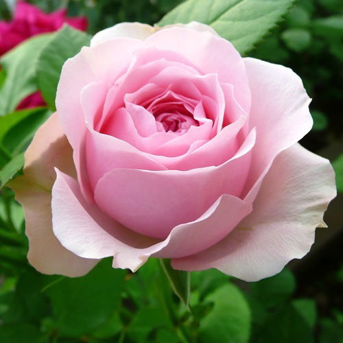 Сергей Нектаров