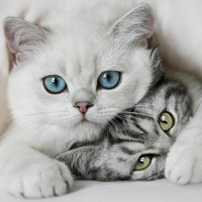 Анастасия Коннова