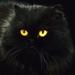 Уменяестьчерныйкотонпохожнапароходунего