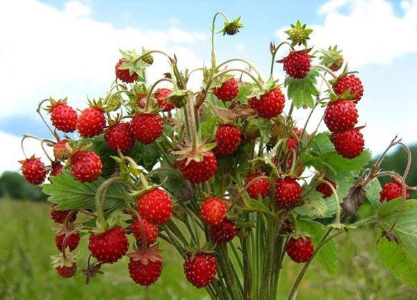 Наталья Наталья