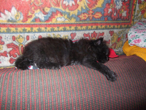 Елена Пугачева