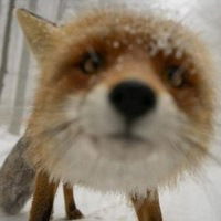 Вячеслав Пигарев