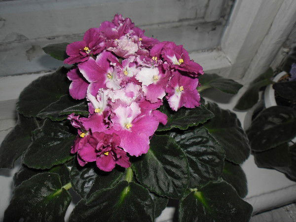 Татьяна Баган