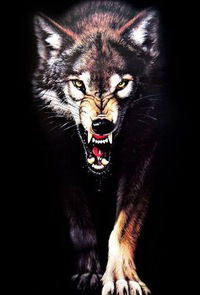 Влад Волков