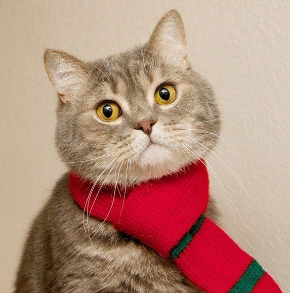 Елена Слипченко