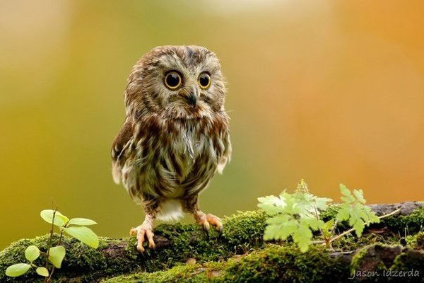 Ирина Варанкина