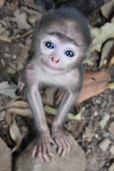 Евгений Горностаев