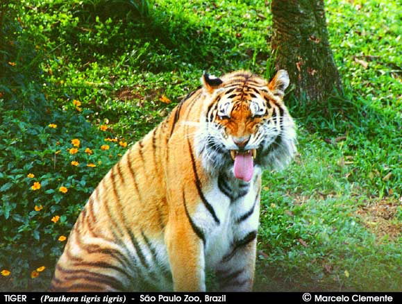 Летова Екатерина