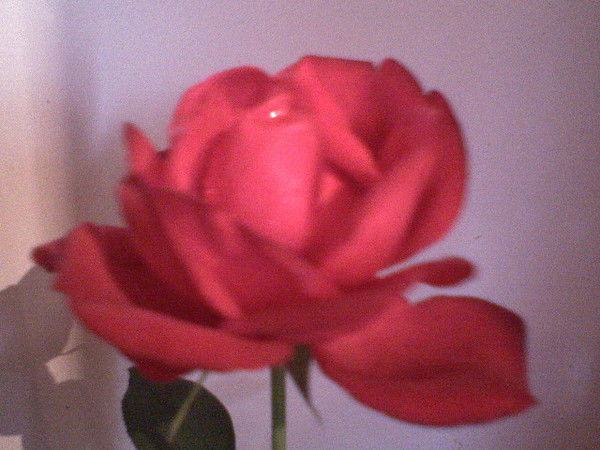 Светлана Рекечинская