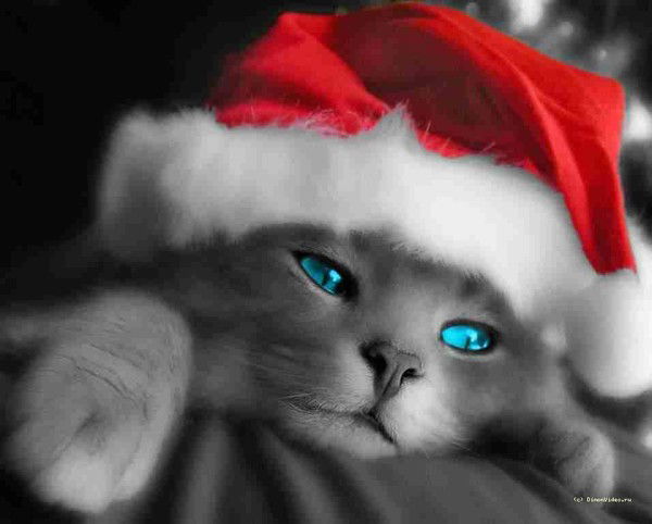 Анастасия Пикина