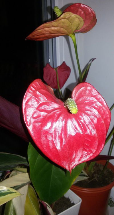 Анастасия Дубонос