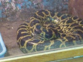 Паша Жаголкин