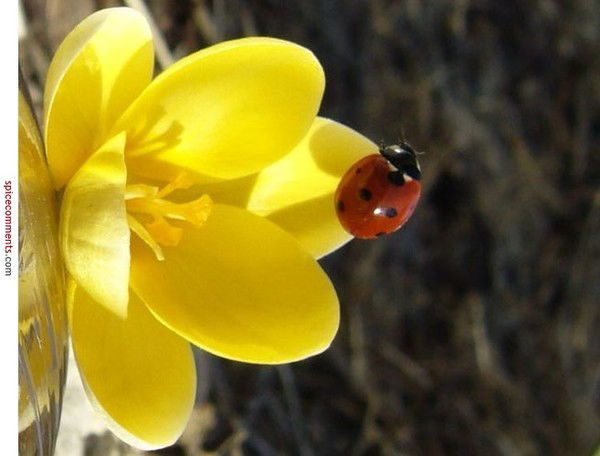 Нигора Нигора