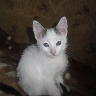 Полина Котова